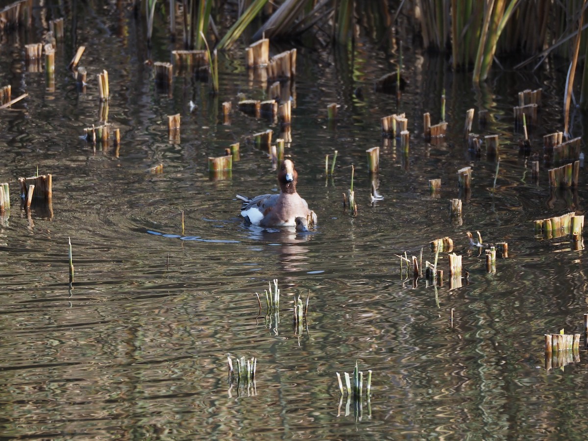 brunnakke - ML645768756