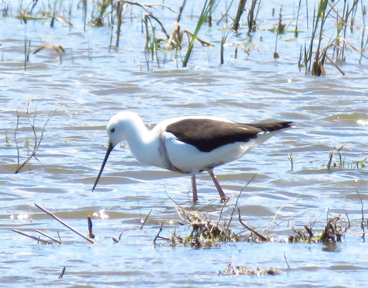 Banded Stilt - ML645768761