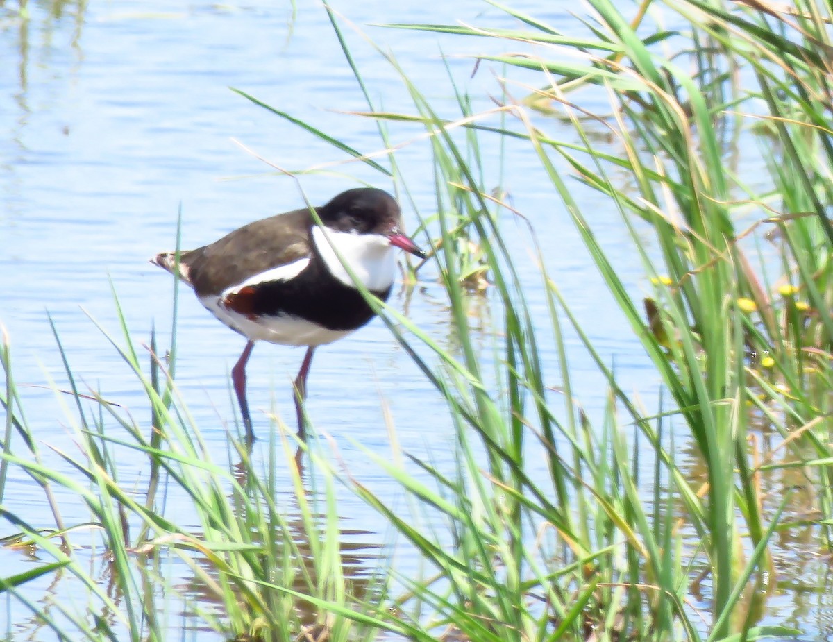 Red-kneed Dotterel - ML645768762