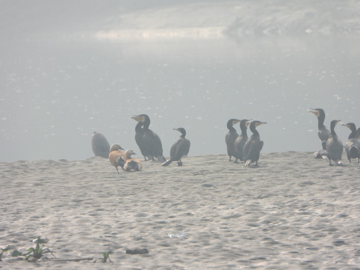 storskarv - ML645768765