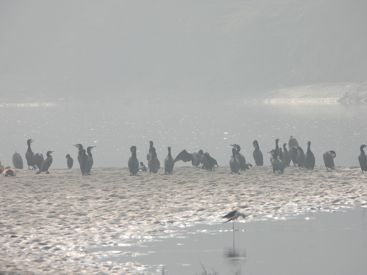 storskarv - ML645768766