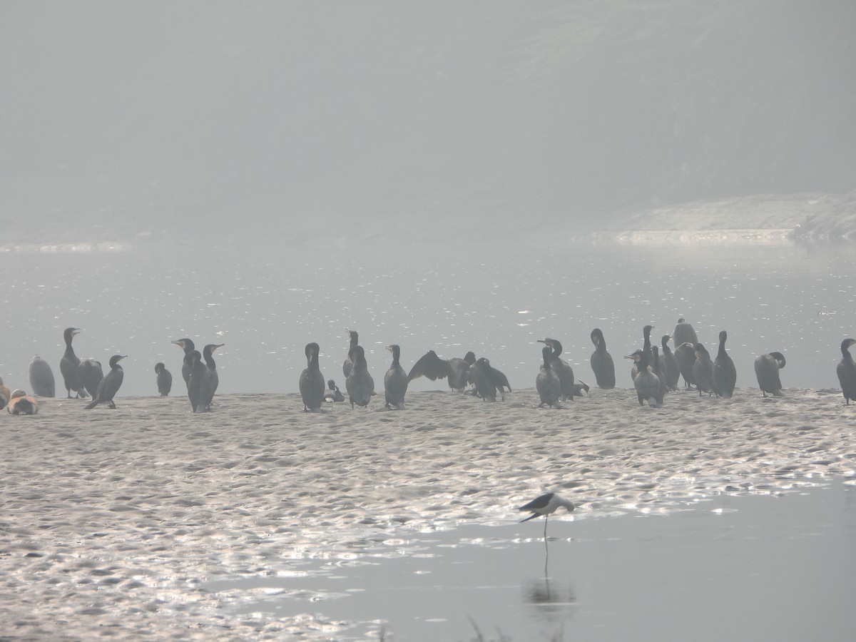 storskarv - ML645768767