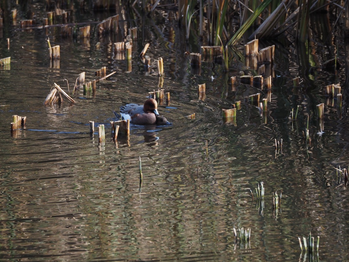 brunnakke - ML645768769