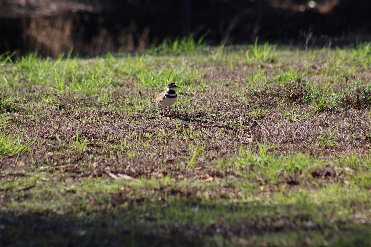 kulík rezavoocasý - ML645768774