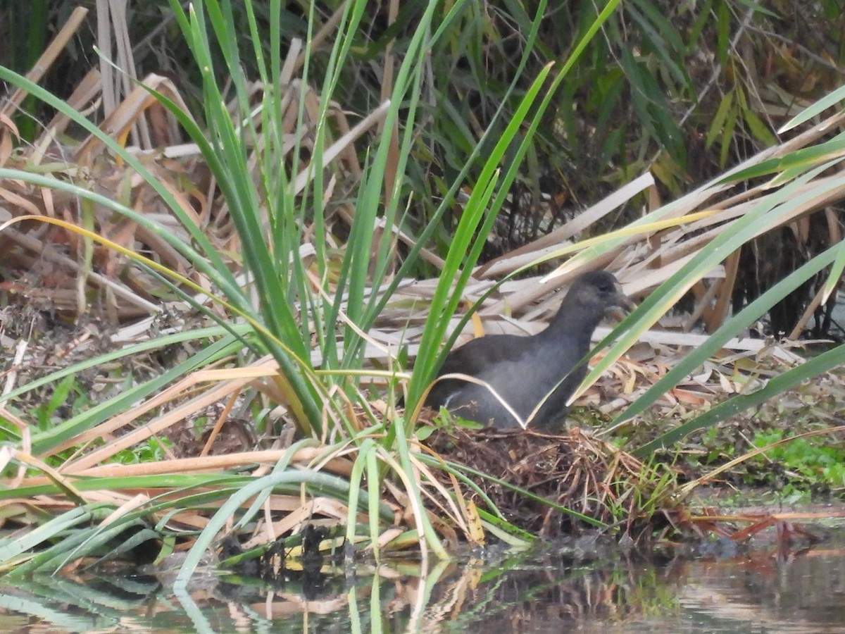 סופית אמריקנית - ML645768777