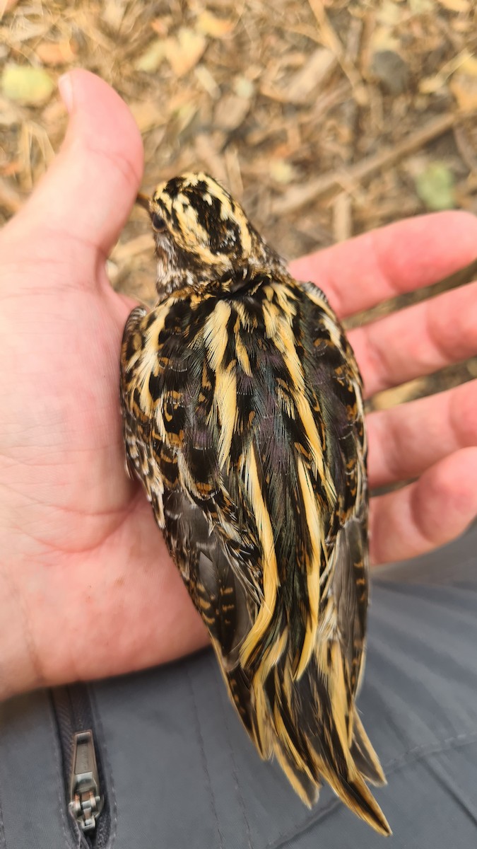 Jack Snipe - ML645768783