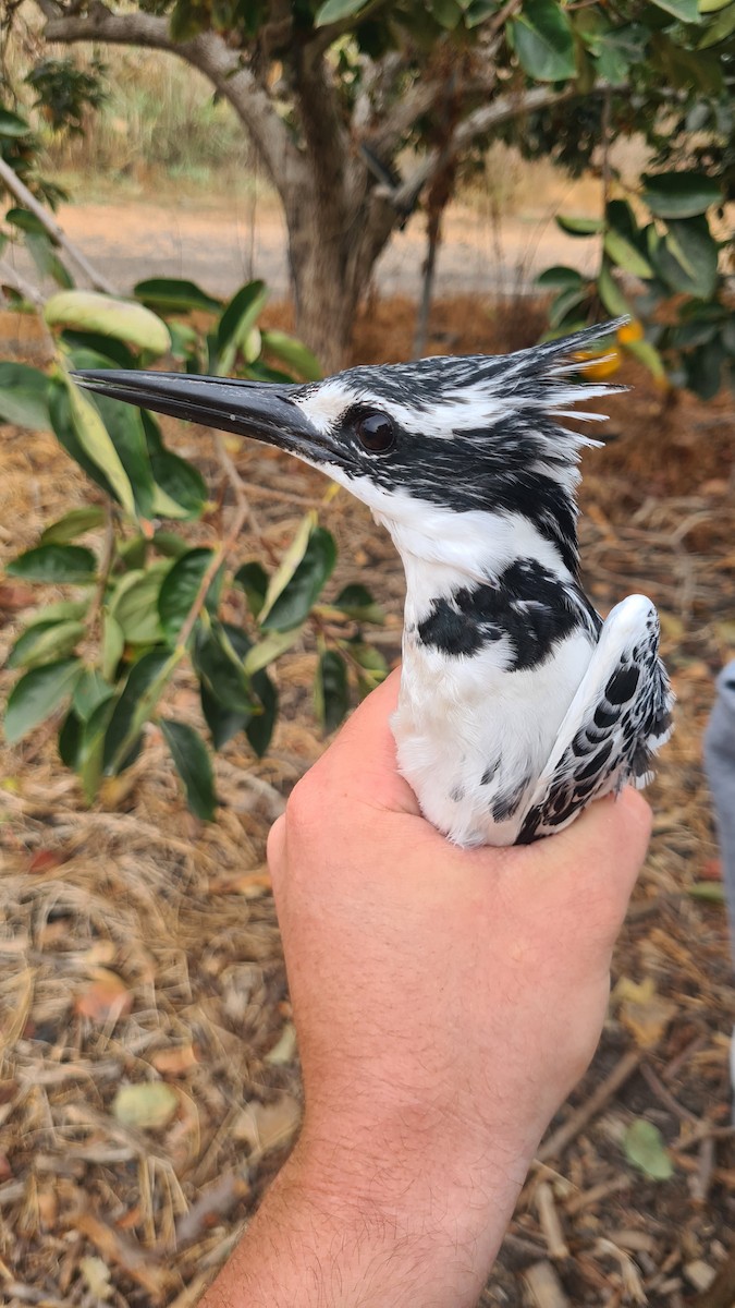 Pied Kingfisher - ML645768784