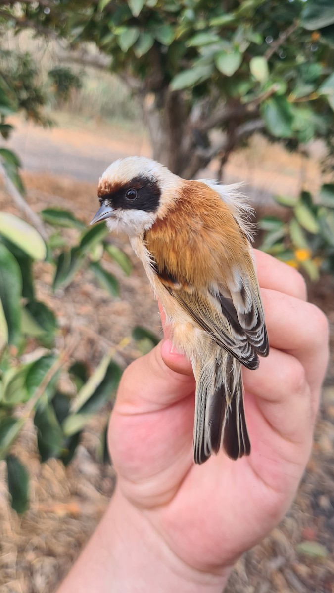 Eurasian Penduline-Tit - ML645768785