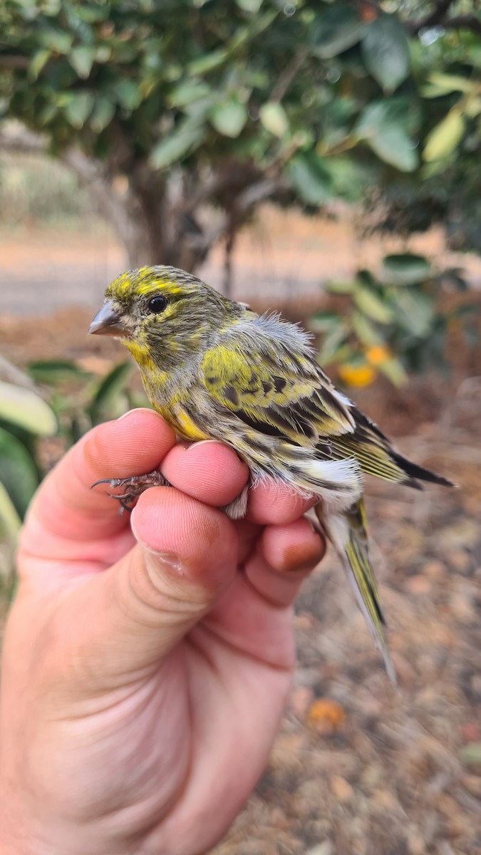 European Serin - ML645768786