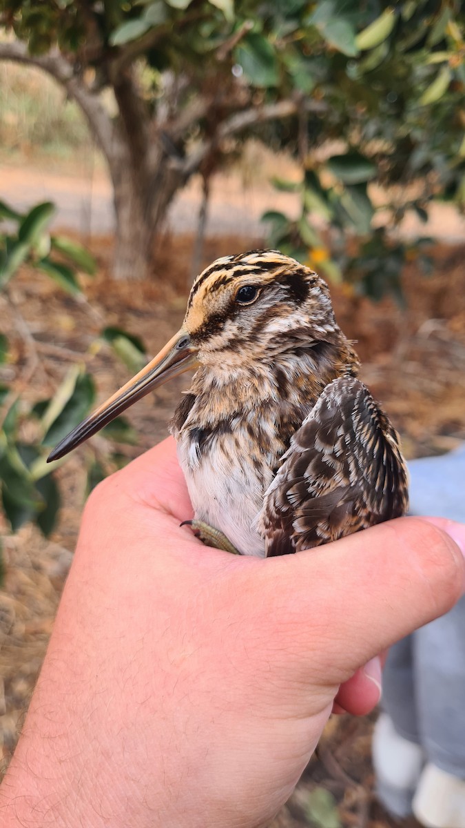 Jack Snipe - ML645768787