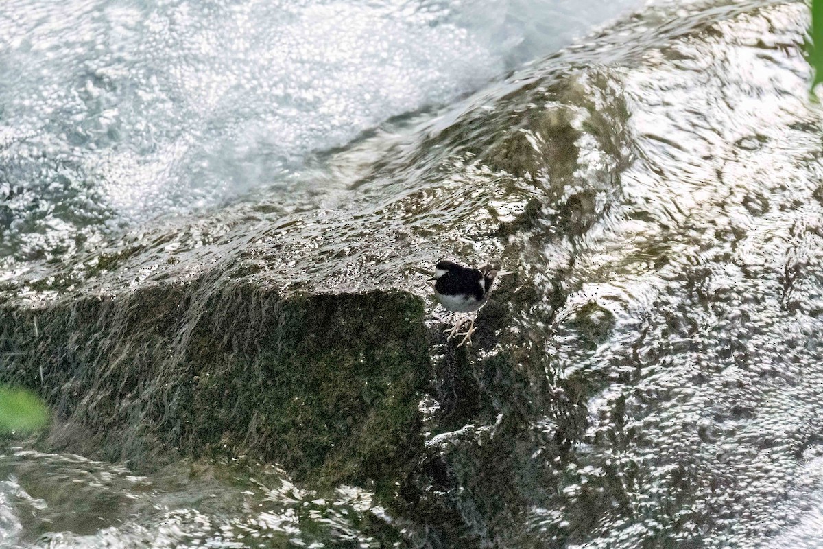 Little Forktail - ML645768788