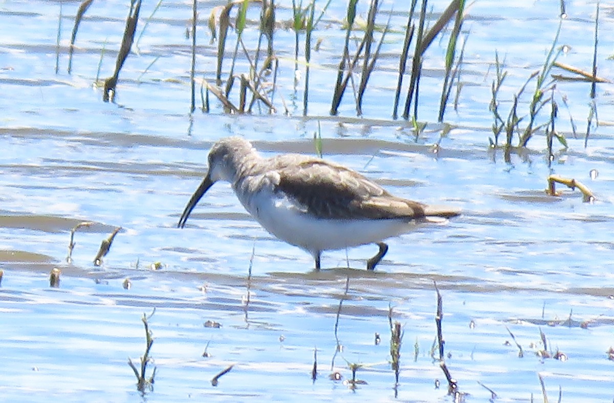 Curlew Sandpiper - ML645768796