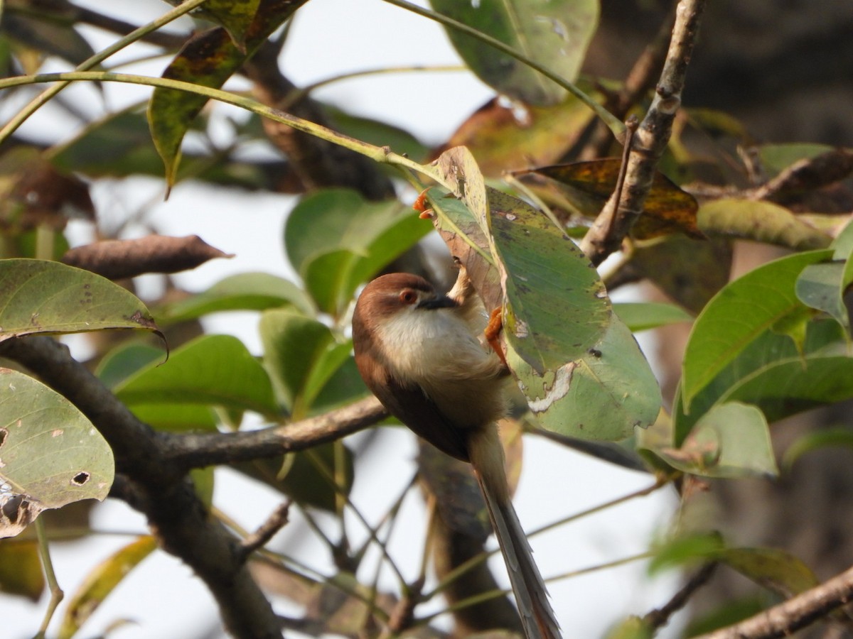 Timalí Ojigualdo - ML645768803