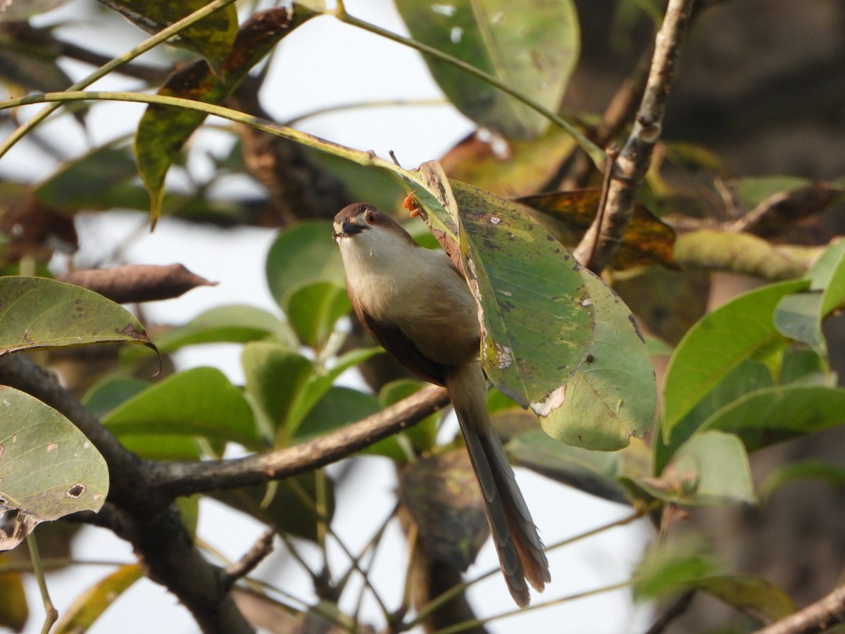 Timalí Ojigualdo - ML645768804