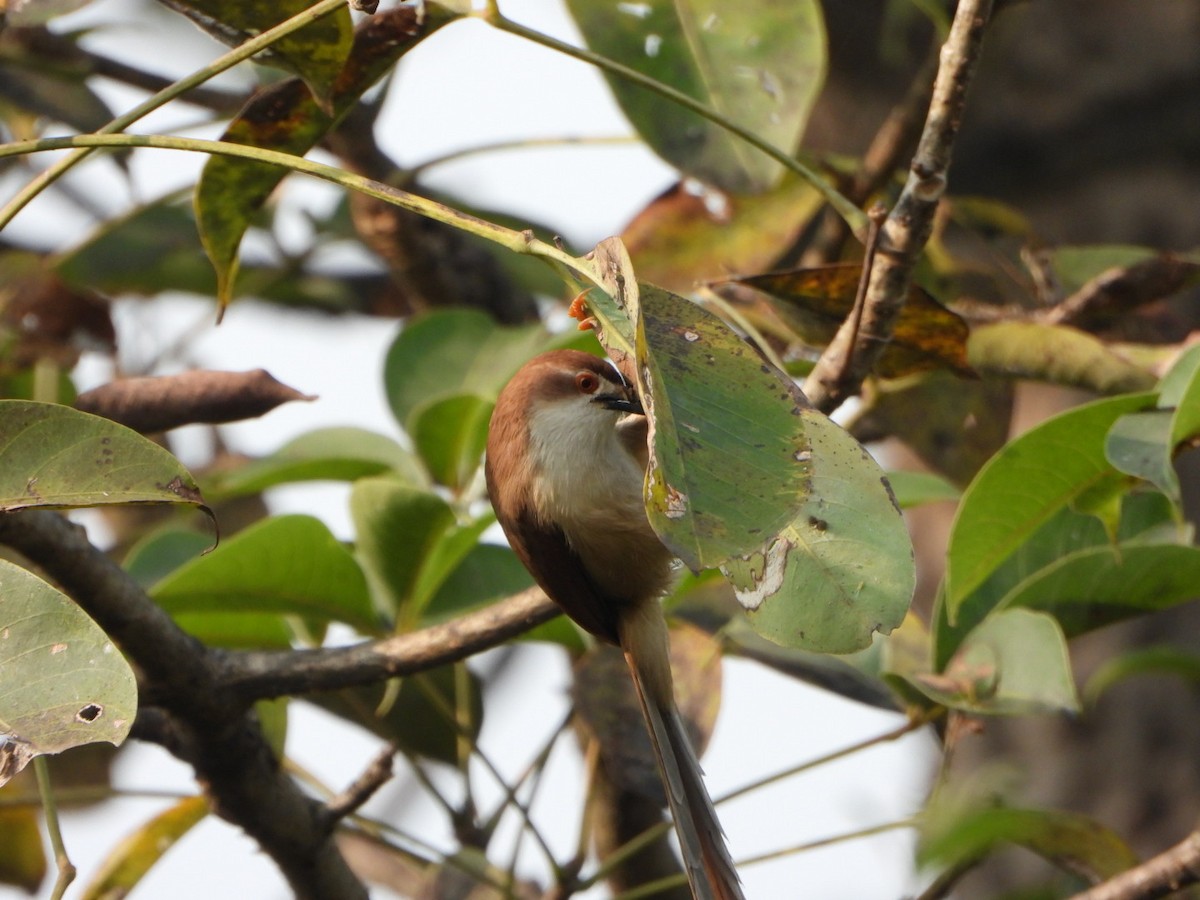 Timalí Ojigualdo - ML645768805