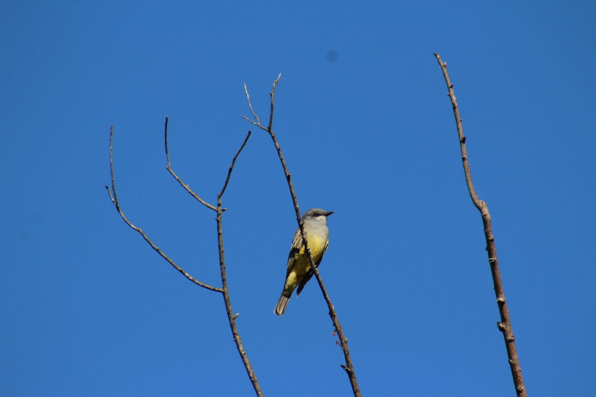 Cassin's Kingbird - ML645768815