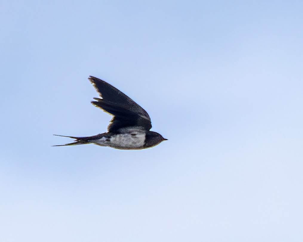 Barn Swallow - ML645768836