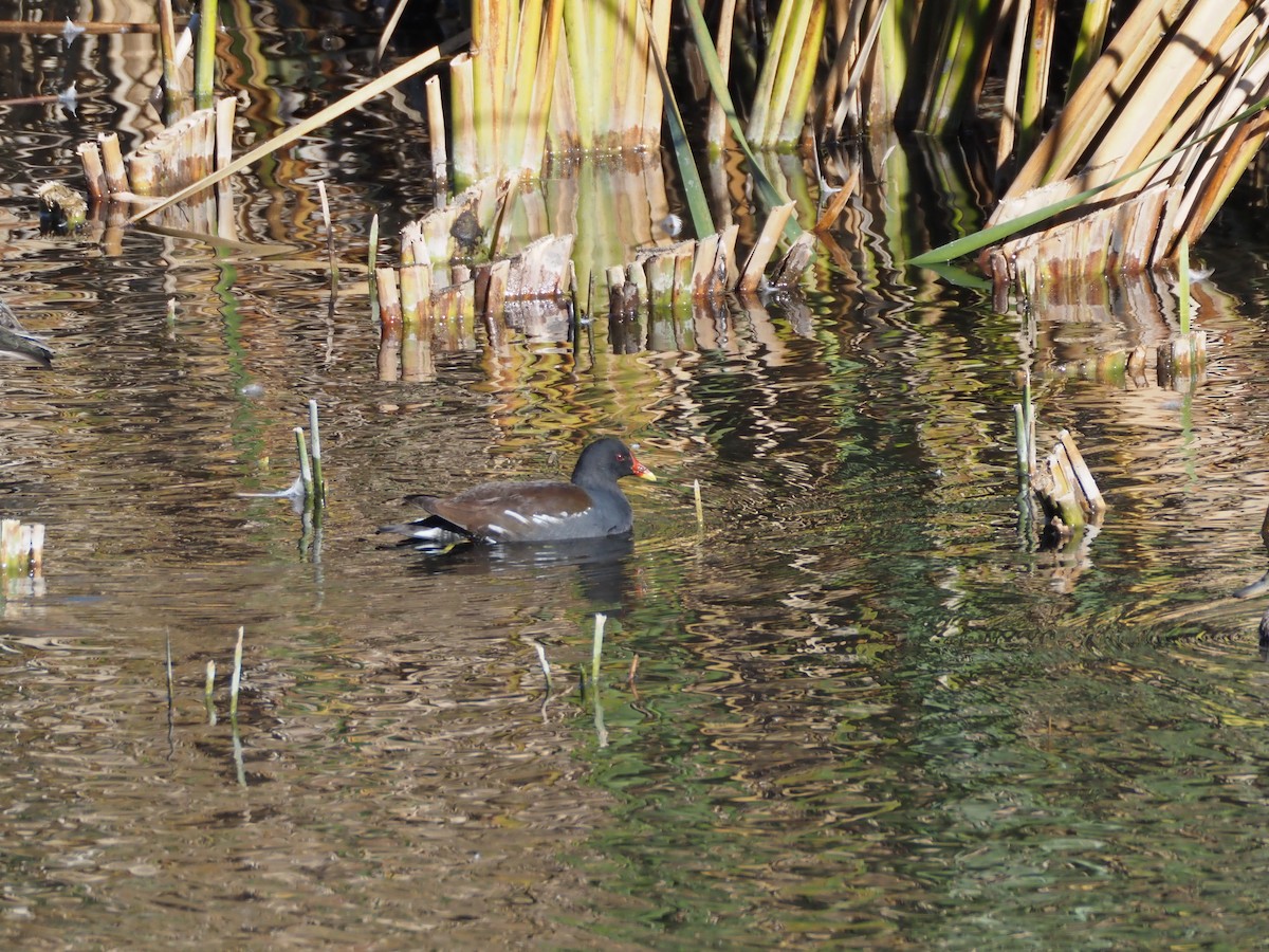 sivhøne - ML645768843