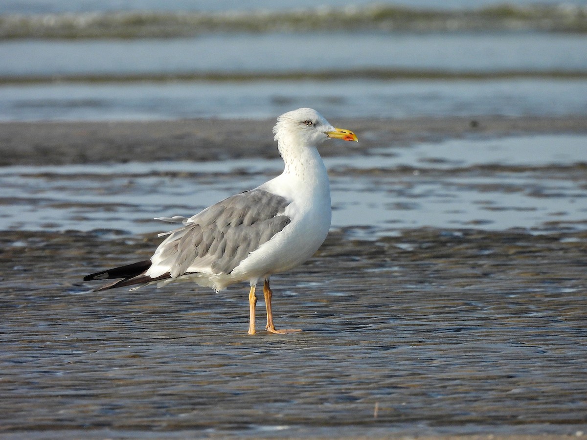 Lesser Black-backed Gull - ML645768848