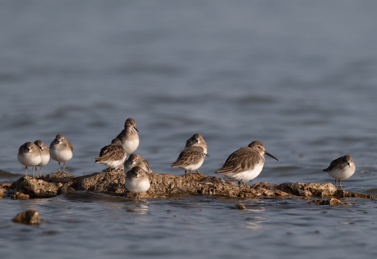 jespák obecný - ML645768849