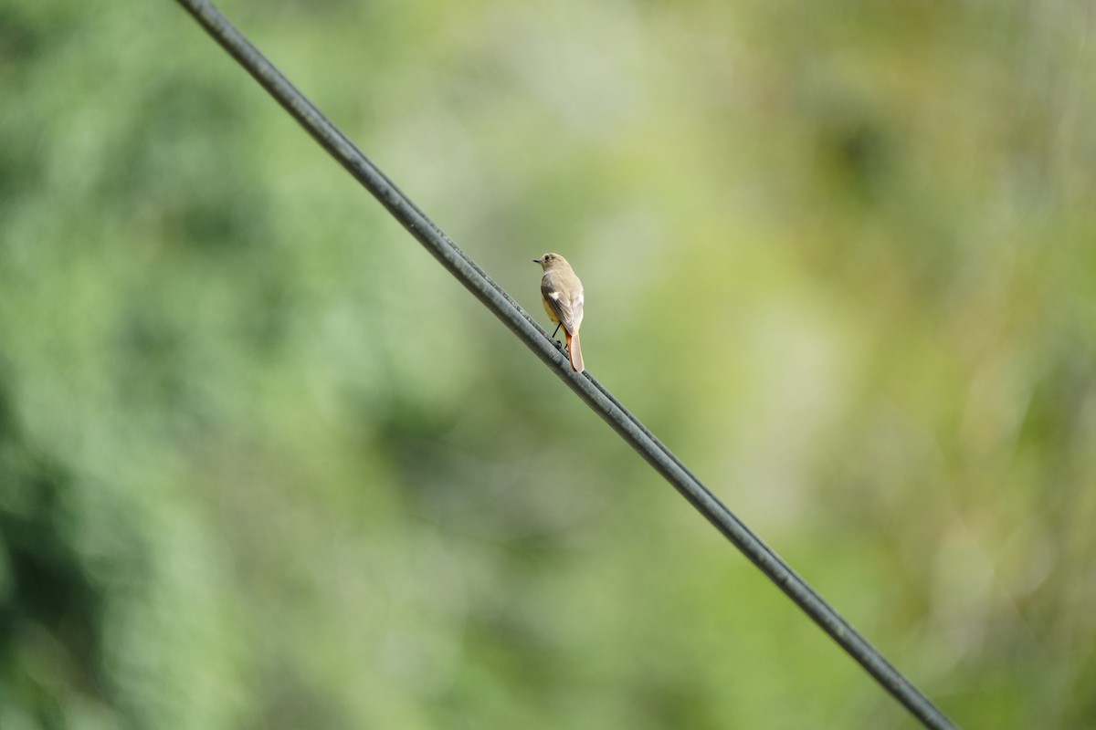 Daurian Redstart - ML645768858