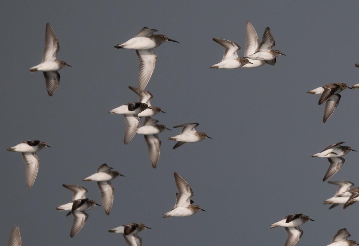 jespák obecný - ML645768859