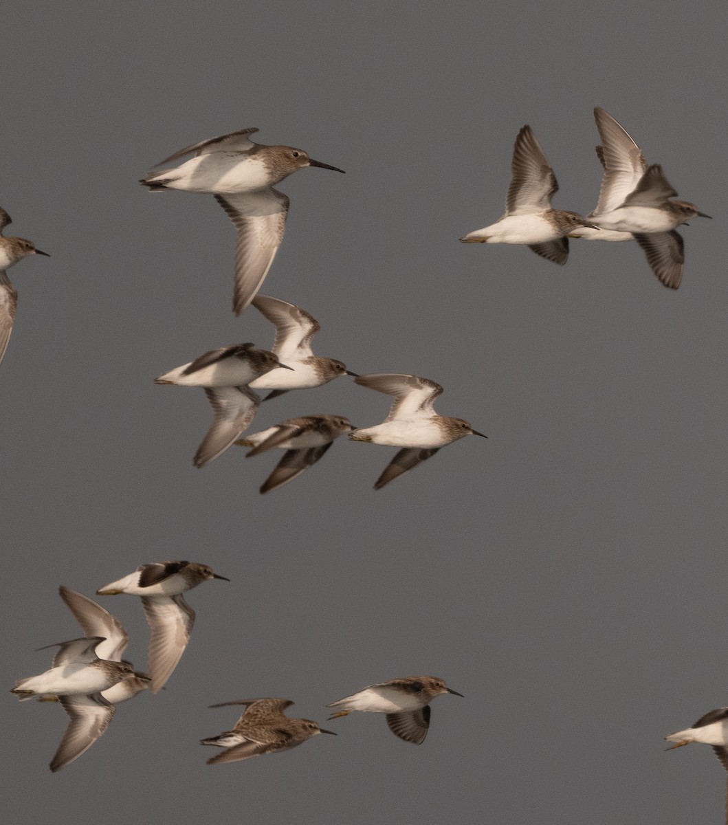 Dunlin - ML645768861