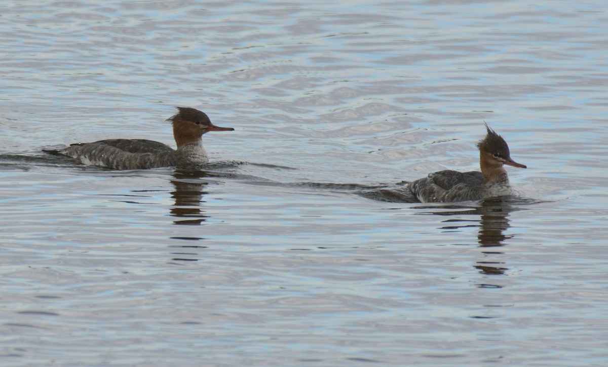 Red-breasted Merganser - ML645768862