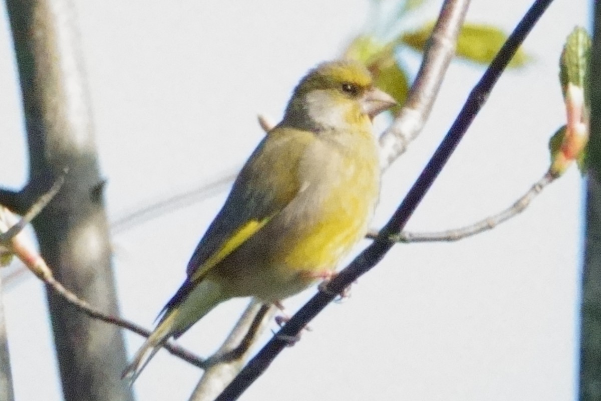 European Greenfinch - ML645768863