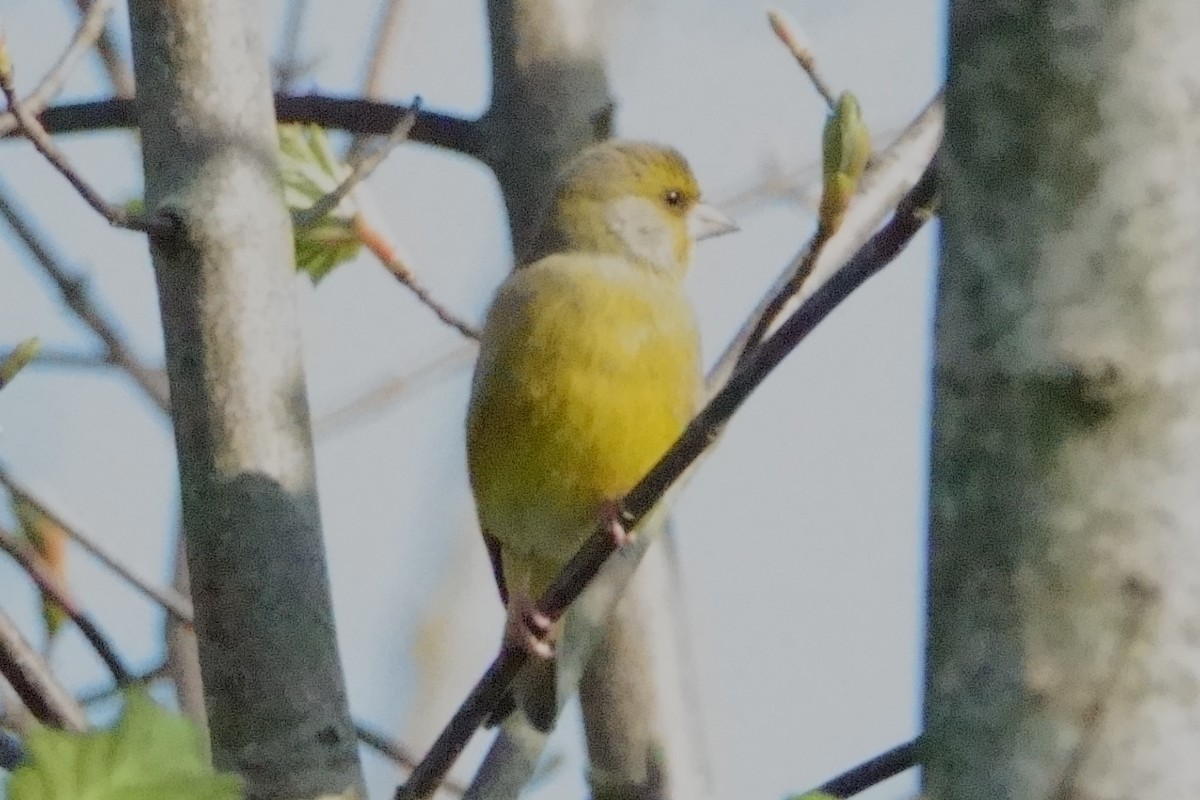European Greenfinch - ML645768864