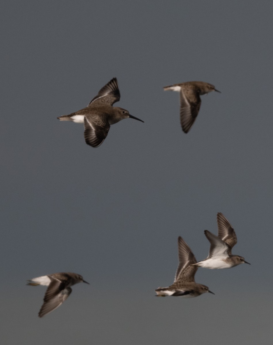 Dunlin - ML645768865
