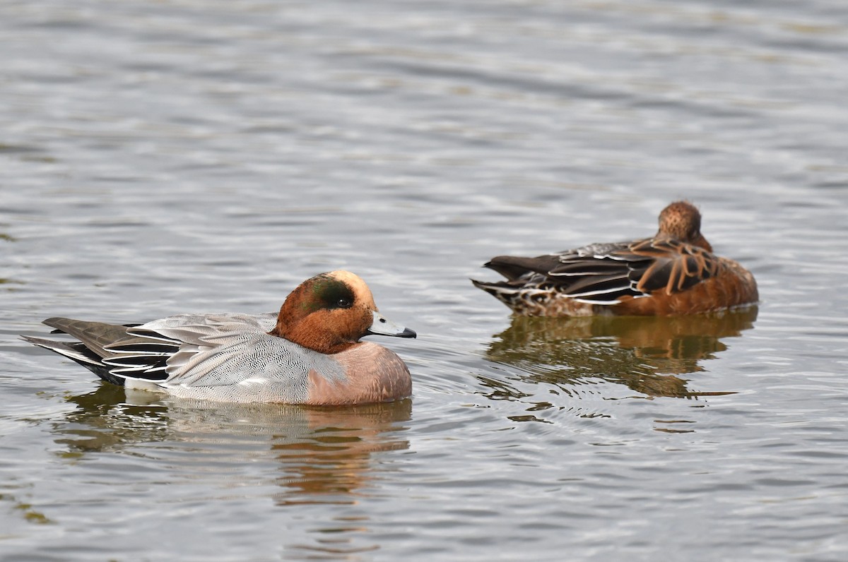 Eurasian Wigeon - ML645768866