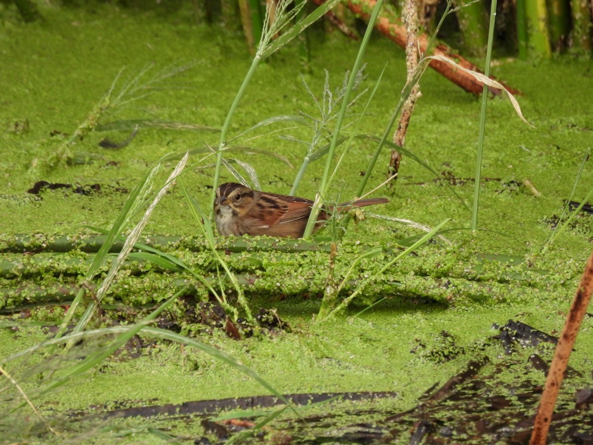 Swamp Sparrow - ML645768867