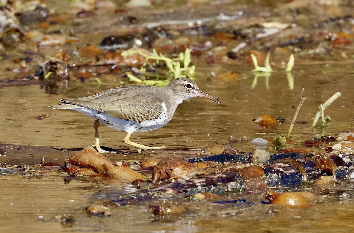 Spotted Sandpiper - ML645768868