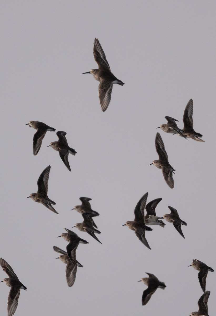 Dunlin - ML645768869