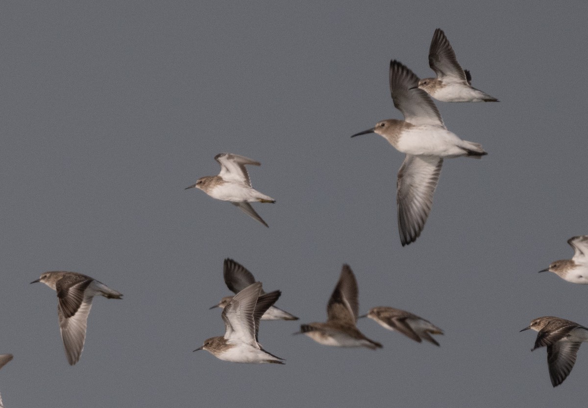 Dunlin - ML645768871