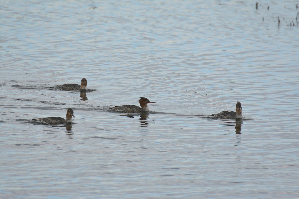 Red-breasted Merganser - ML645768872