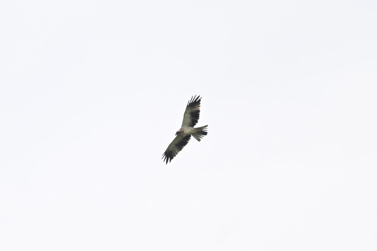 Booted Eagle - ML645768873