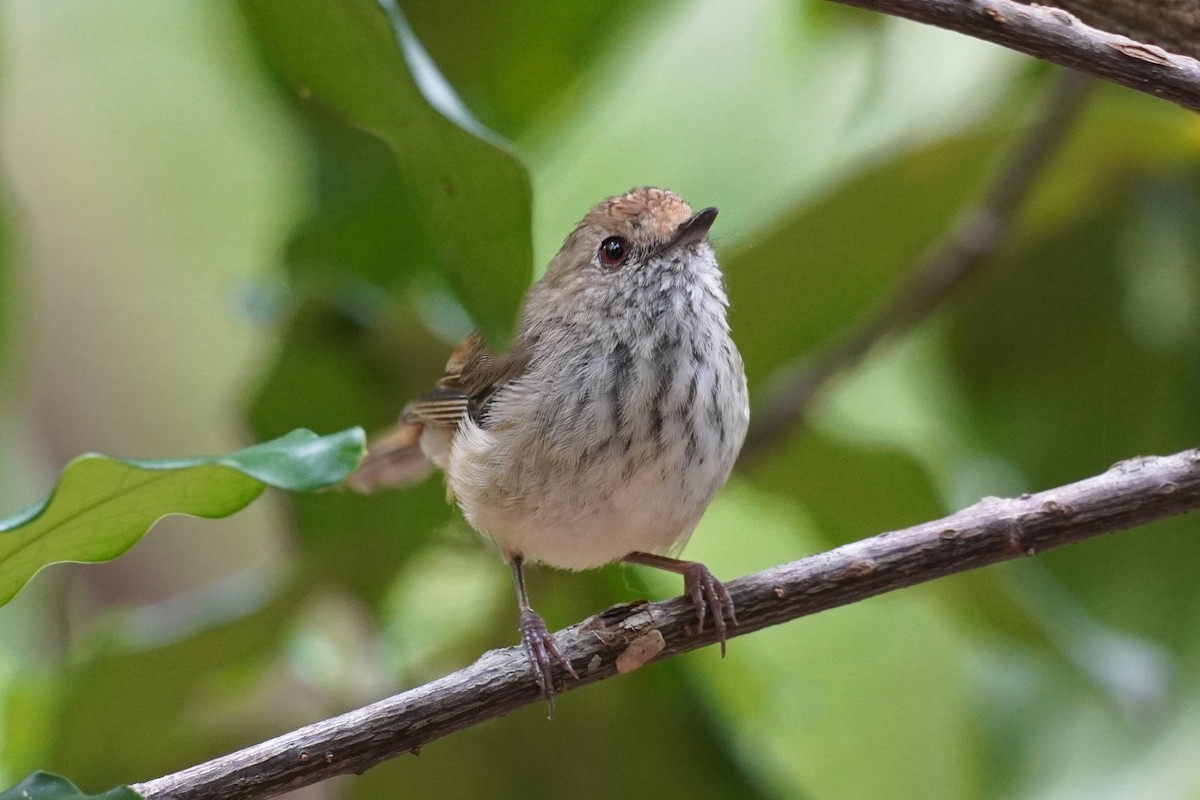 Brown Thornbill - ML645768877