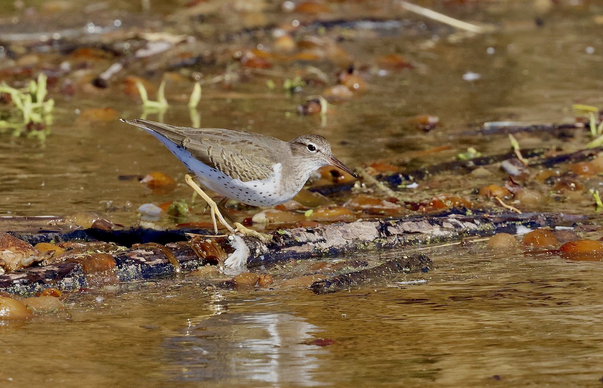 Spotted Sandpiper - ML645768878