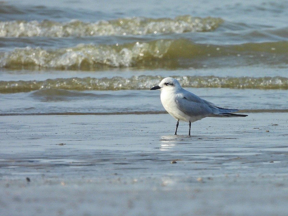 Gull-billed Tern - ML645768879