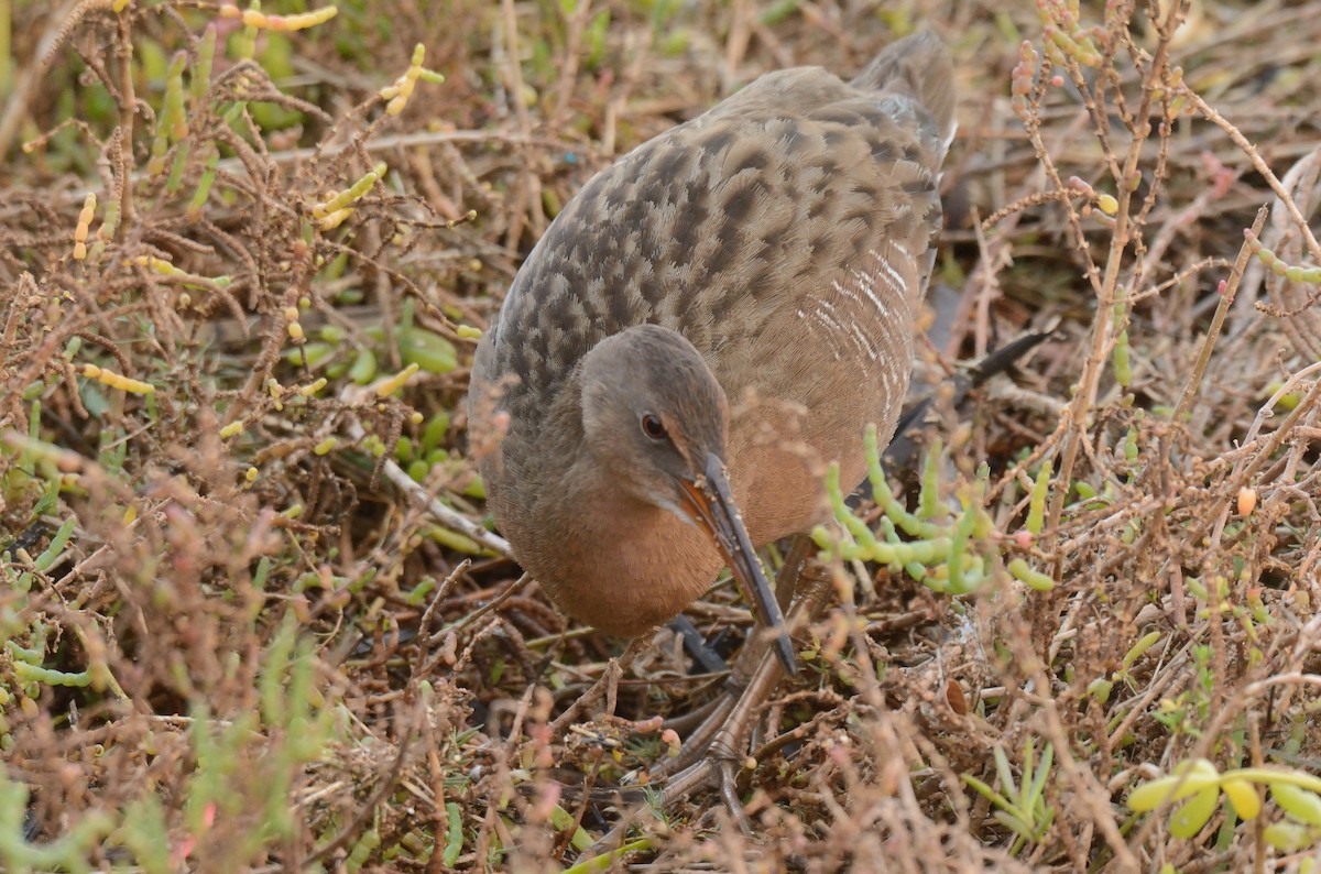 Ridgway's Rail - ML645768880