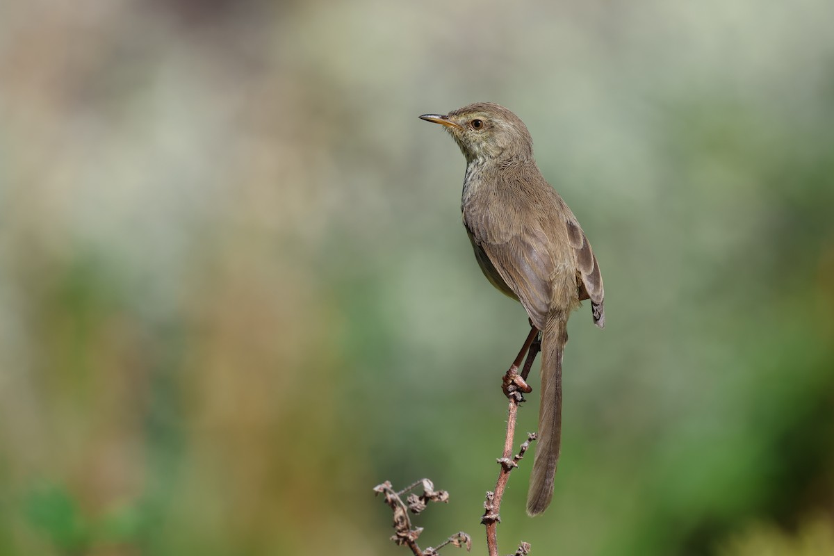 Karoo Prinia - ML645768881