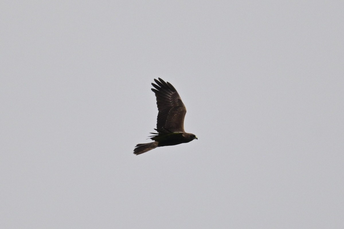 Western Marsh Harrier - ML645768882