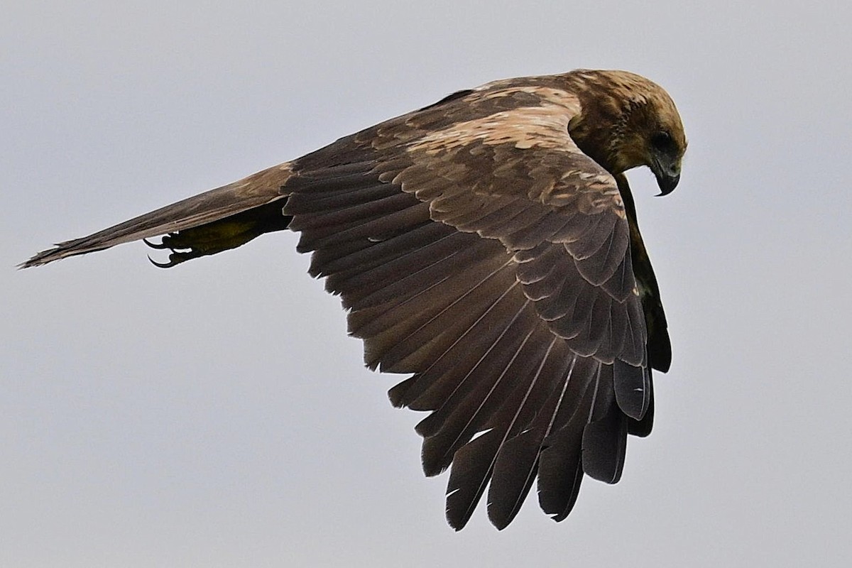 Western Marsh Harrier - ML645768883