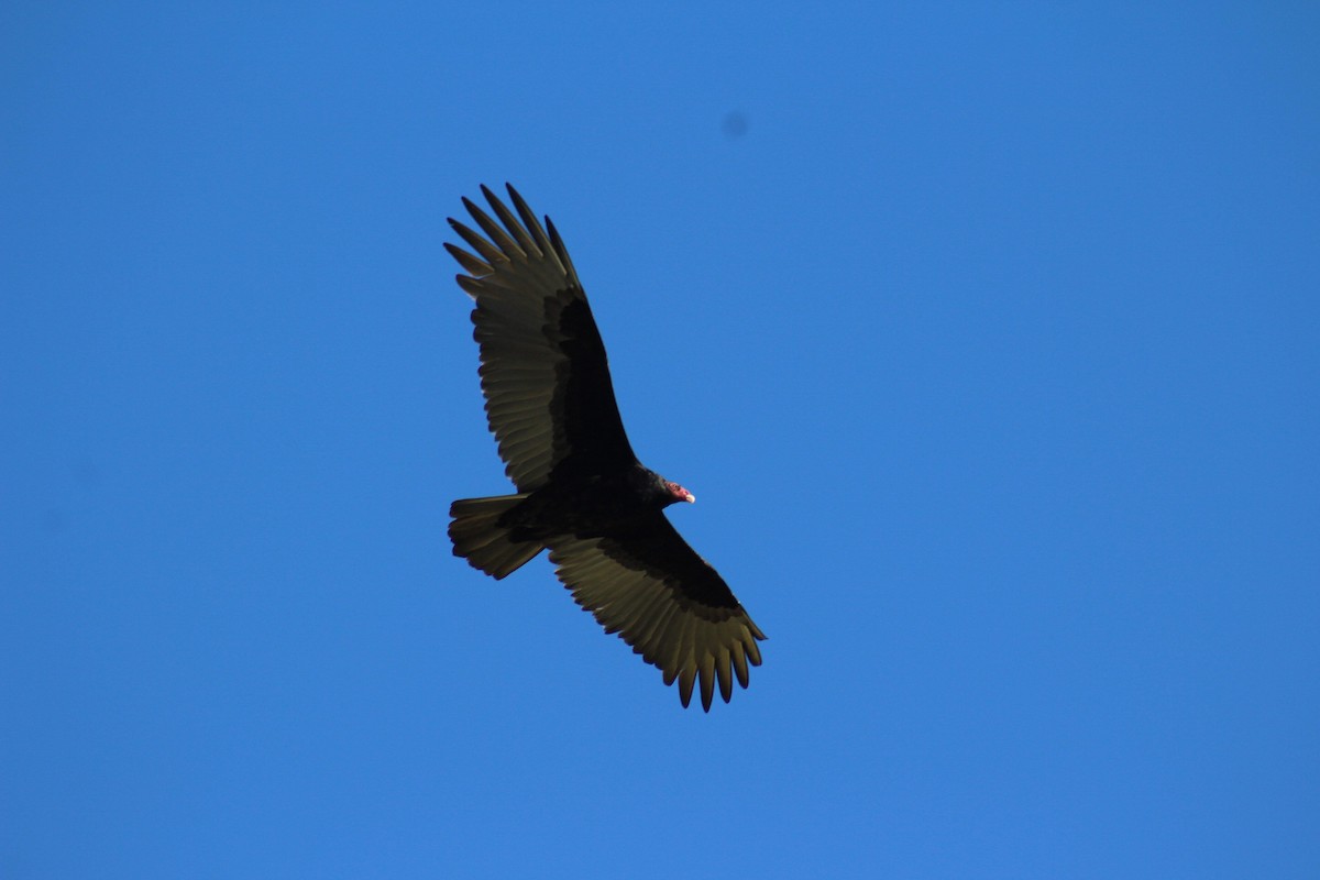 Turkey Vulture - ML645768884