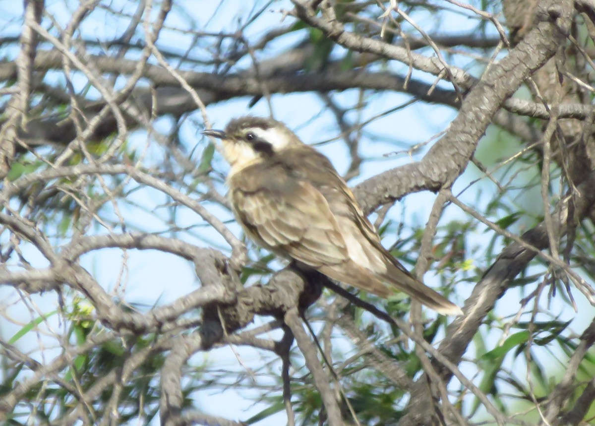 Black-eared Cuckoo - ML645768885