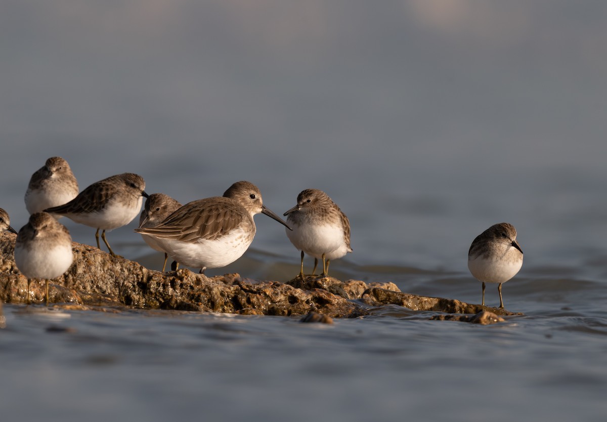 Dunlin - ML645768886