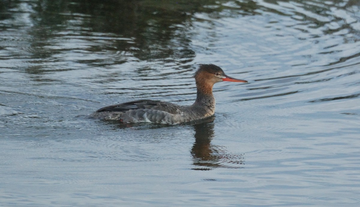 Red-breasted Merganser - ML645768887
