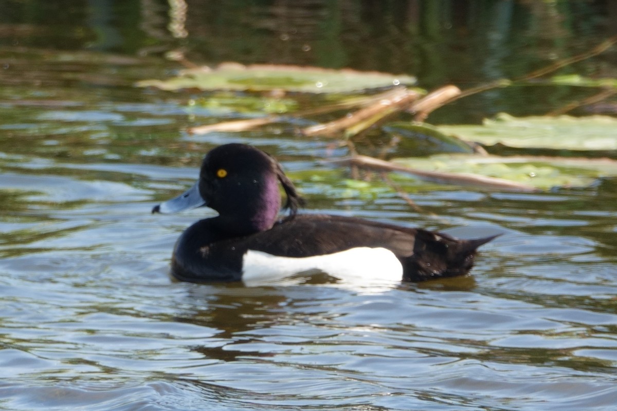Tufted Duck - ML645768888